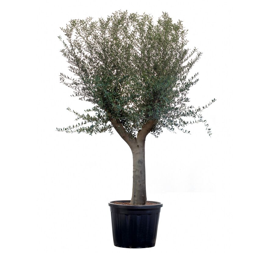 Olive 210 cm verzweigt 30 Jahre, 90 cm Topf