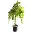 Weinrebe 140 cm Stamm, 28 cm Topf
