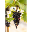 Weinrebe 140 cm Stamm, 28 cm Topf