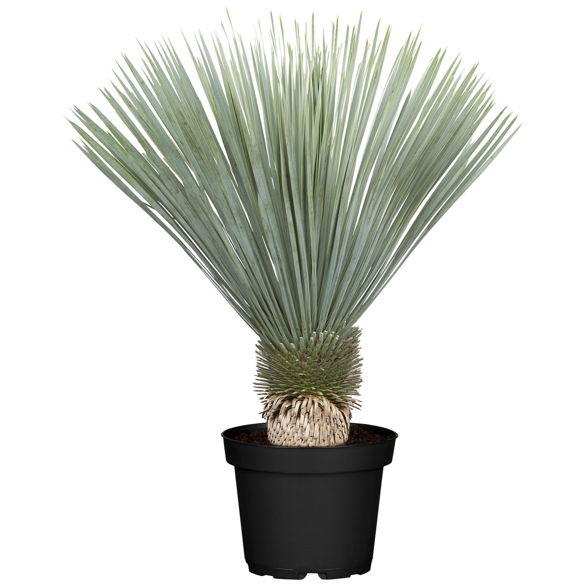 Yucca Palme im Topf