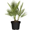 Zwergpalme 80 cm, 25 cm Topf
