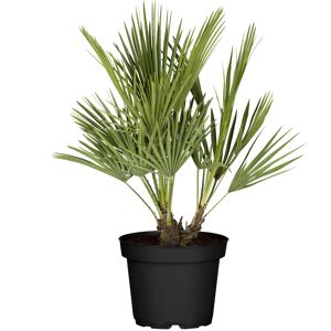 Zwergpalme 80 cm, 25 cm Topf