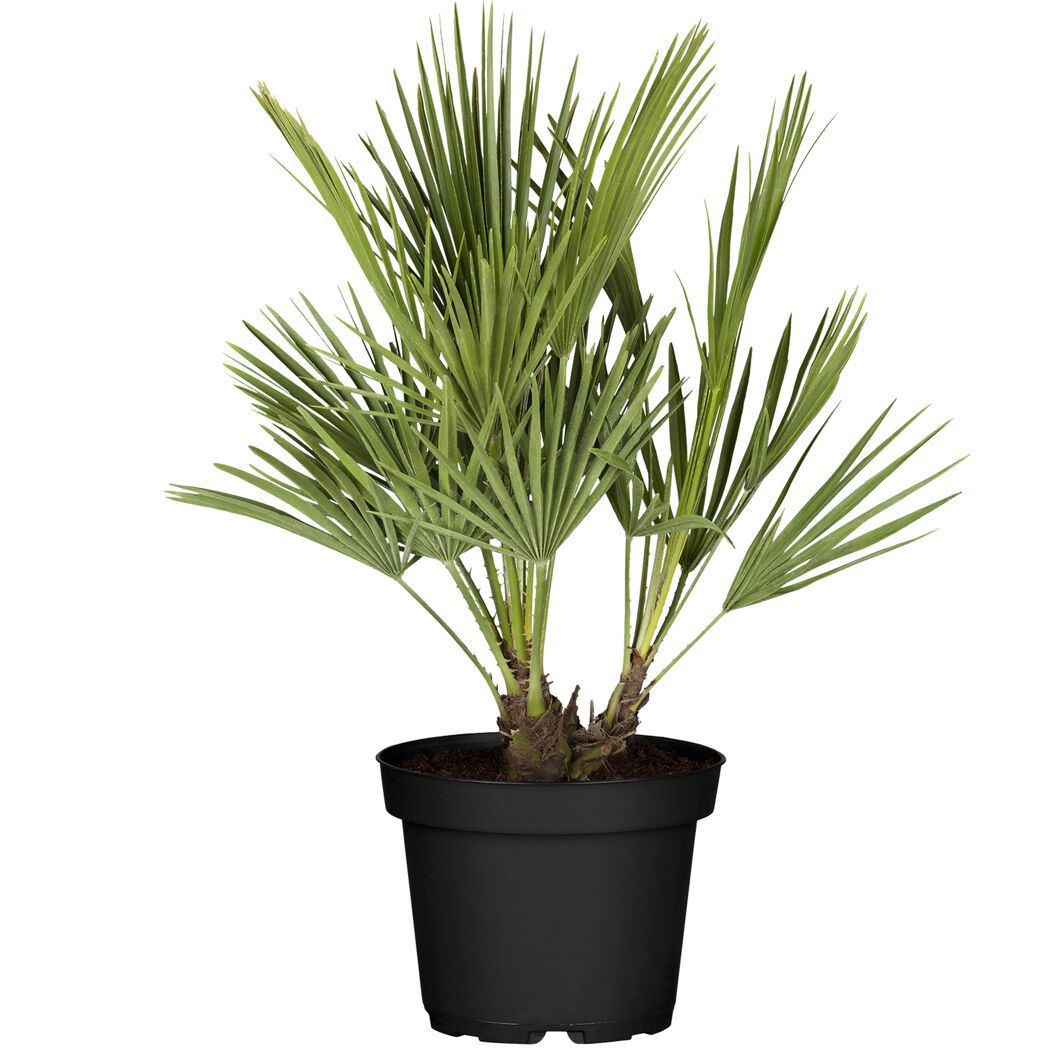 Zwergpalme 80 cm, 25 cm Topf