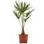 Hanfpalme 80 cm, 25 cm Topf