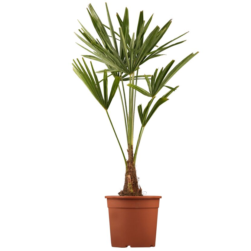 Hanfpalme 80 cm, 25 cm Topf