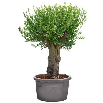 Beetpflanzen & Balkonpflanzen online bestellen toom Baumarkt