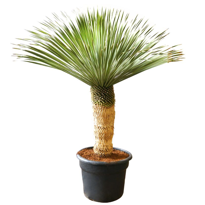 Palmlilie 40 cm Stamm, 56 cm Topf