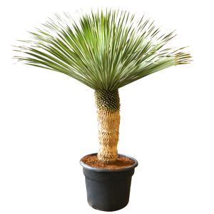 Palmlilie 40 cm Stamm, 56 cm Topf