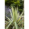 Palmlilie 'Variegata' gelbbunt, 30 cm Topf
