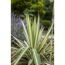 Palmlilie 'Variegata' gelbbunt, 30 cm Topf
