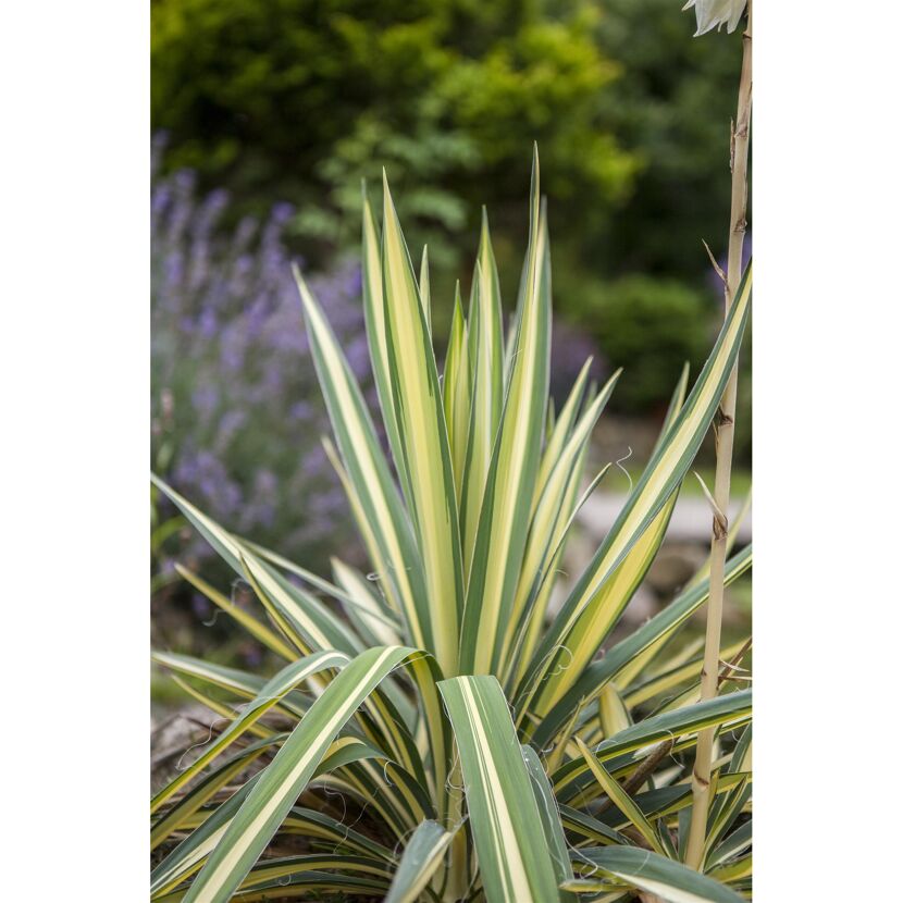 Palmlilie 'Variegata' gelbbunt, 30 cm Topf