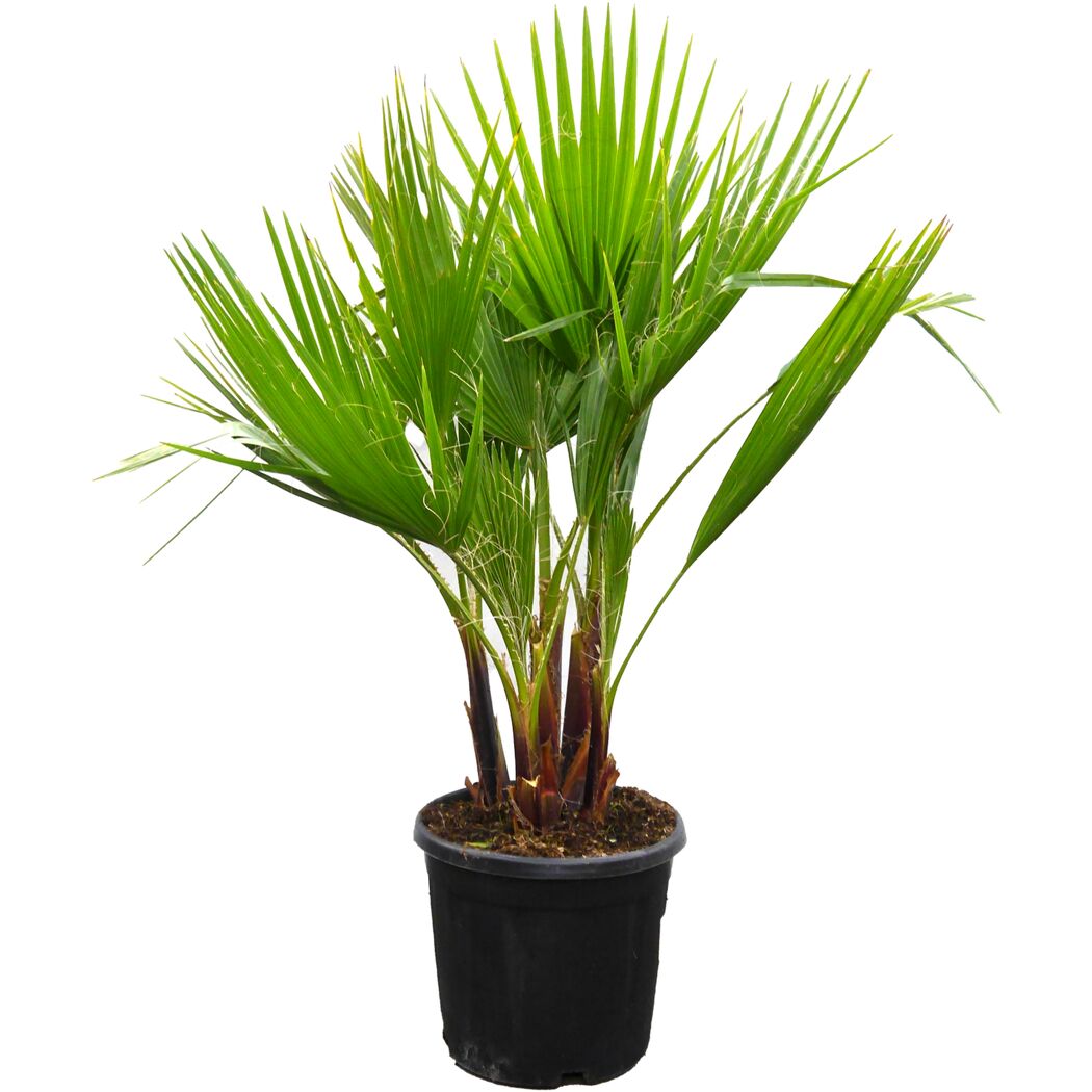 Washingtonpalme 110 cm Multistamm, 25 cm Topf