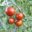Naturtalent by toom® Bio-Tomaten Spezialitäten, verschiedene Sorten 10,5 cm Topf