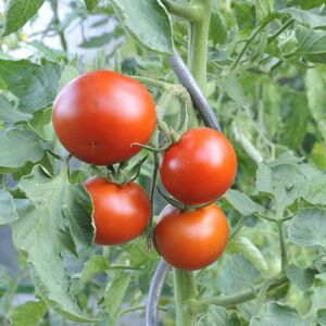 Naturtalent by toom® Bio-Tomaten Spezialitäten, verschiedene Sorten 10,5 cm Topf