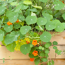Naturtalent by toom® Bio Naschgemüse verschiedene Sorten, 13 cm Topf