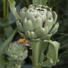 Naturtalent by toom® Bio Gemüse verschiedene Sorten 10,5 cm Topf
