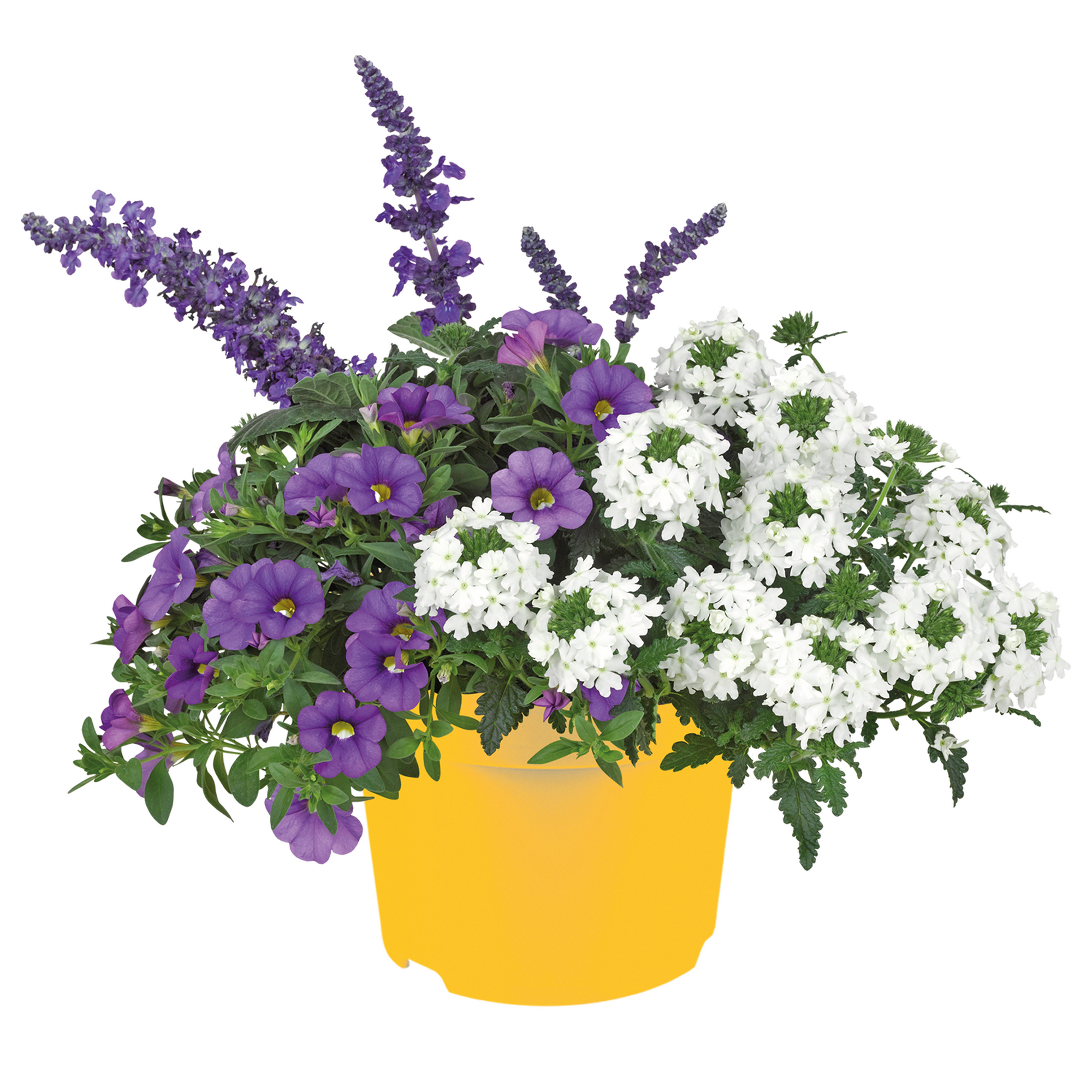 Salbei 'Mysty & Friends' Trio 19 cm Topf