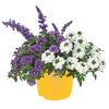Salbei 'Mysty & Friends' Trio 19 cm Topf