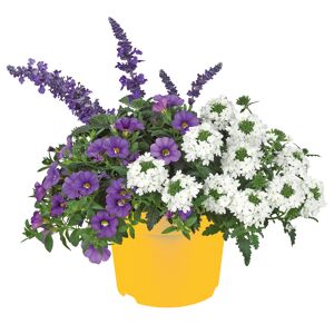 Salbei 'Mysty & Friends' Trio 19 cm Topf