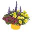 Salbei 'Mysty & Friends' Trio 19 cm Topf