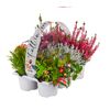 Herbstpflanzenmix 'Fall in Love' 6er-Tray
