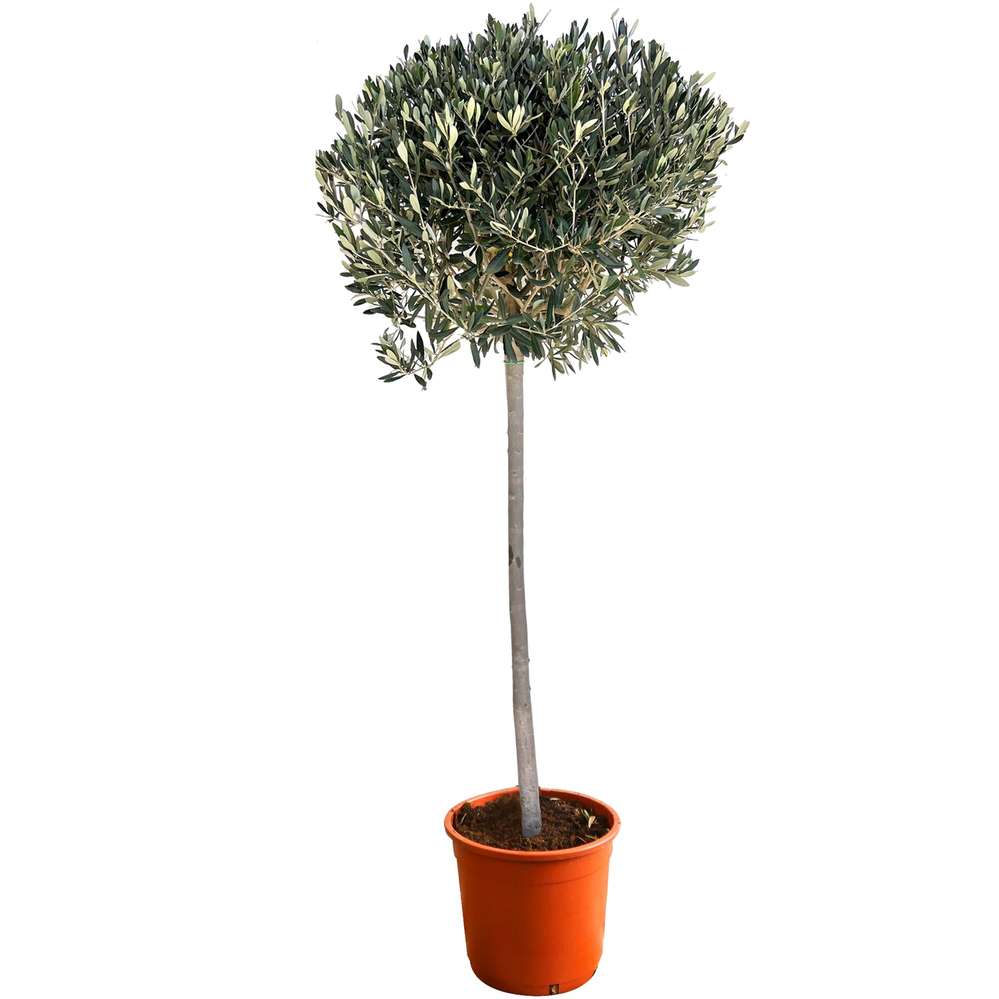 Olivenbaum in einem Topf