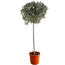 Oliven-Stamm 26 cm Topf