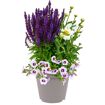 hauptbild