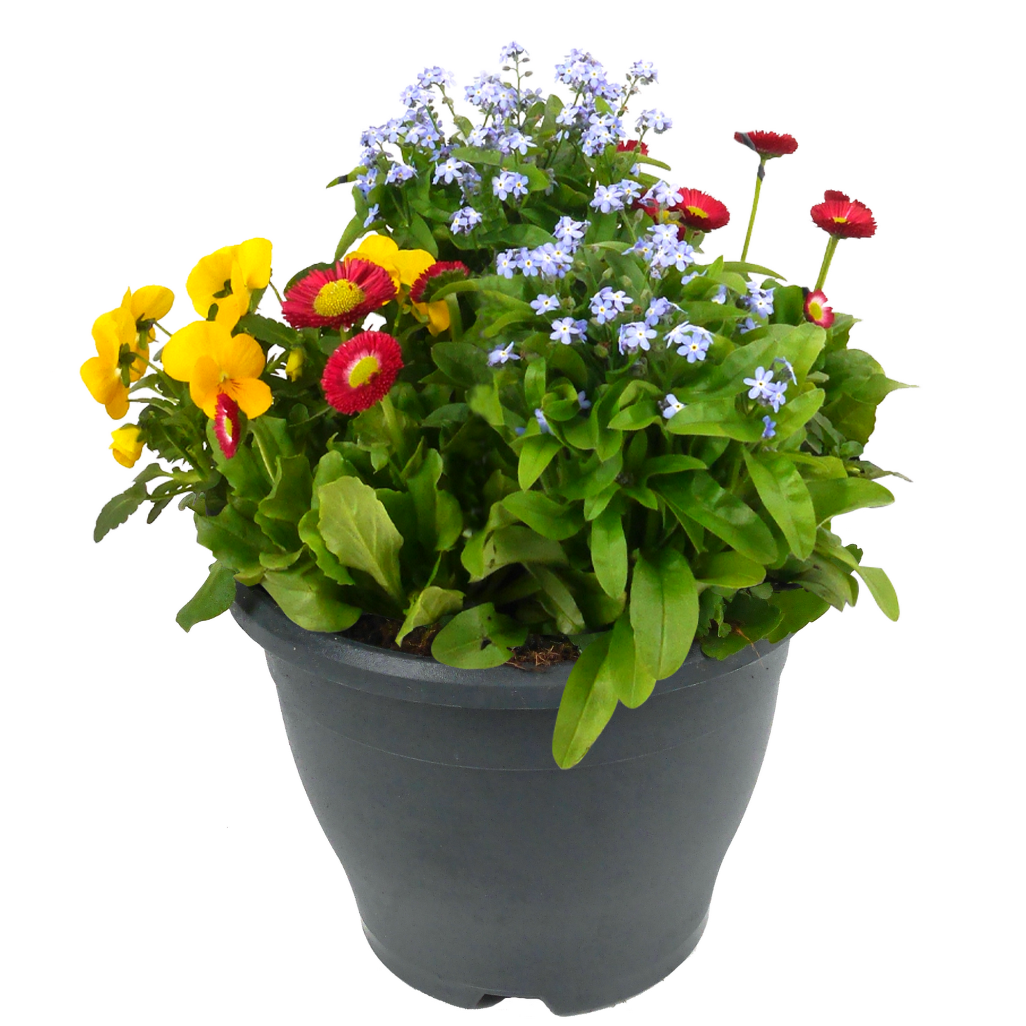 Frühlingsmix im 17 cm Dekotopf