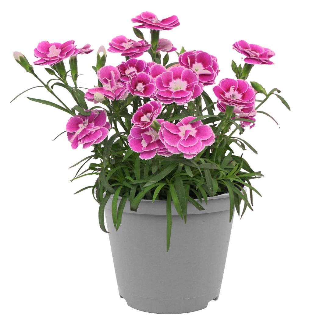 Gartennelke 'Aura' 12 cm Topf