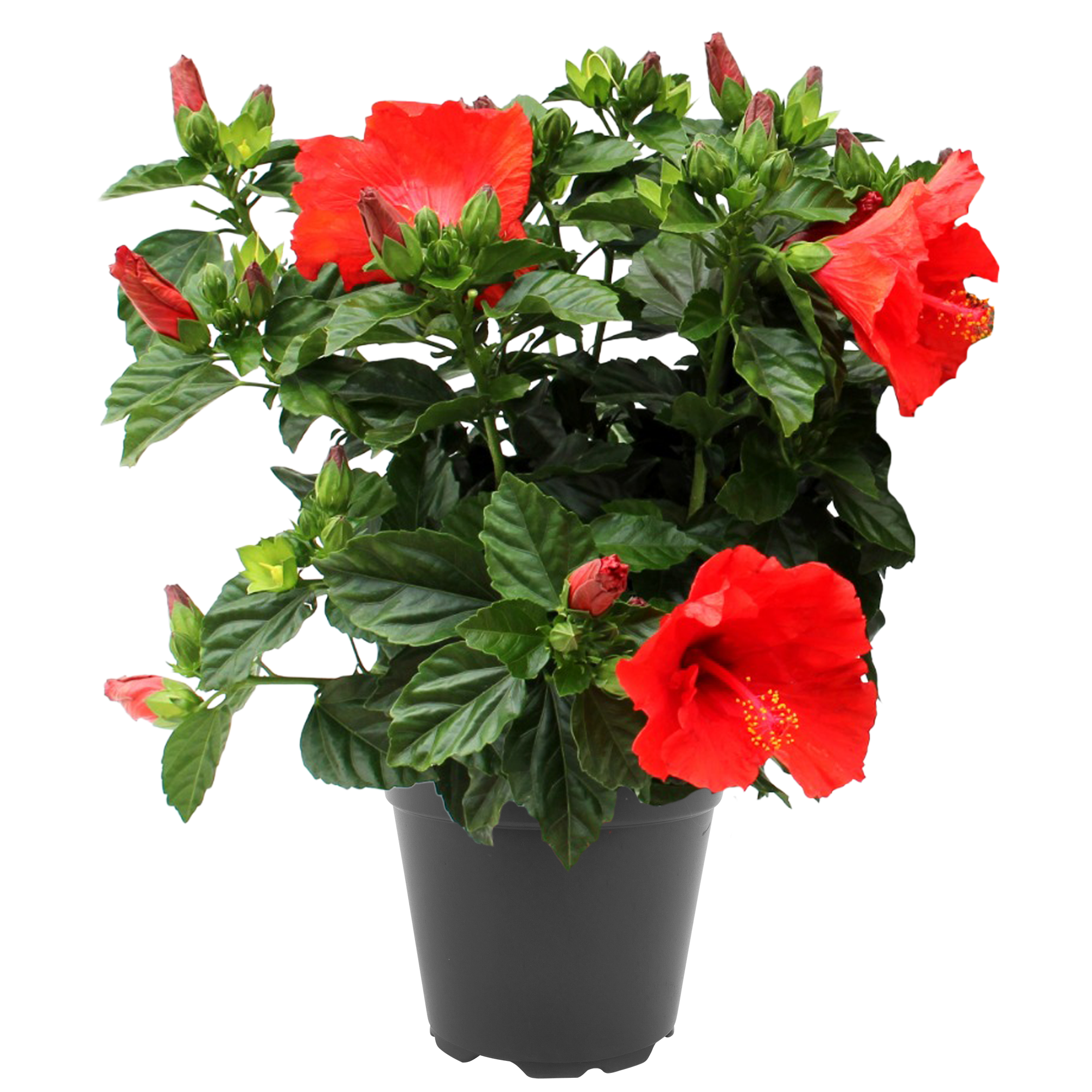 Chinesischer Roseneibisch 17 cm Topf