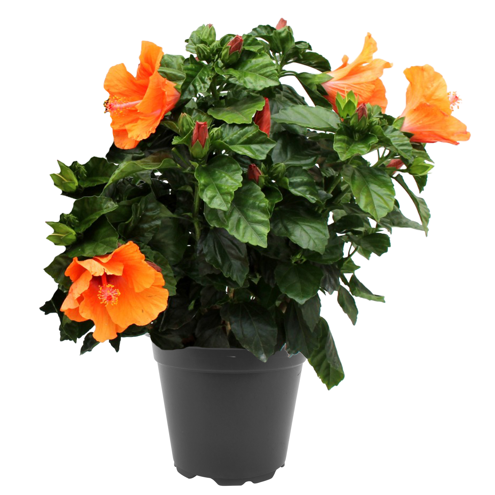 Chinesischer Roseneibisch 17 cm Topf