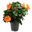Chinesischer Roseneibisch 17 cm Topf