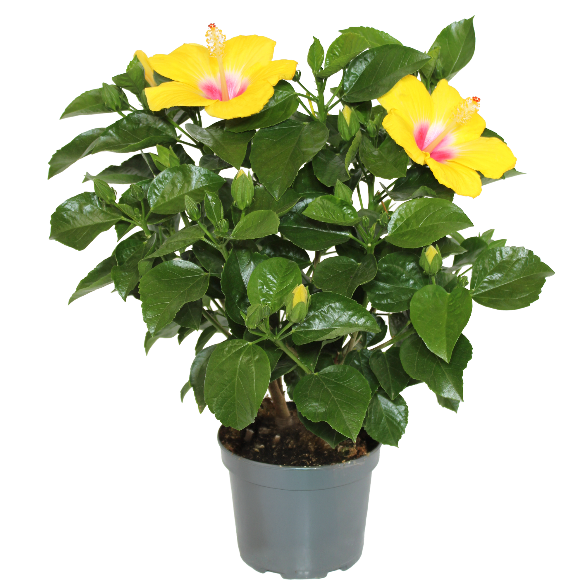 Chinesischer Roseneibisch 17 cm Topf