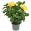 Chinesischer Roseneibisch 17 cm Topf