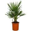 Zwergpalme 60 cm Topf 18 cm