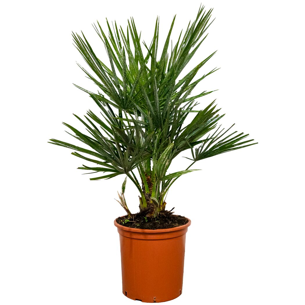 Zwergpalme 60 cm Topf 18 cm