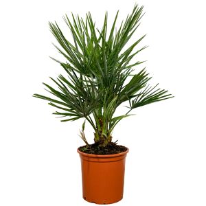 Zwergpalme 60 cm Topf 18 cm