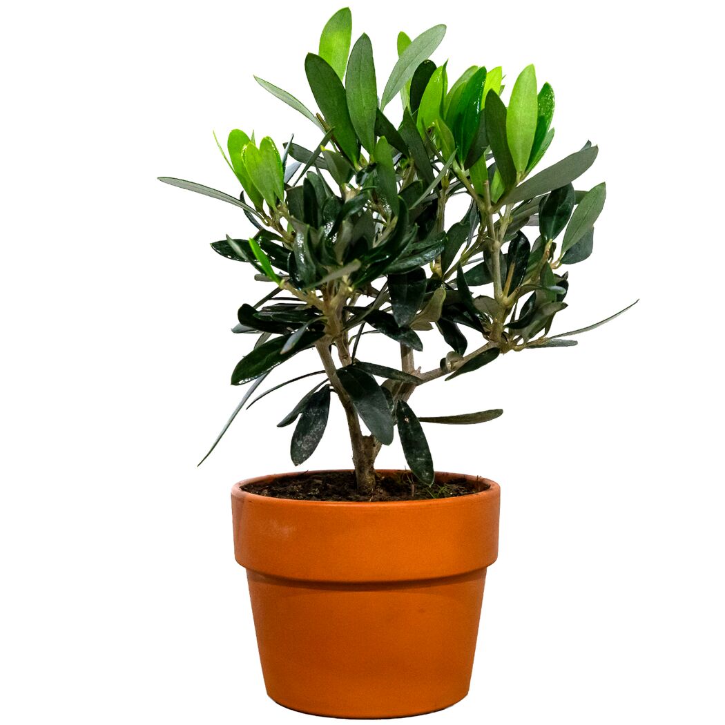 Olive in Terracottatopf 12 cm Topf