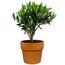 Olive in Terracottatopf 15 cm Topf