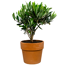 Olive in Terracottatopf 15 cm Topf
