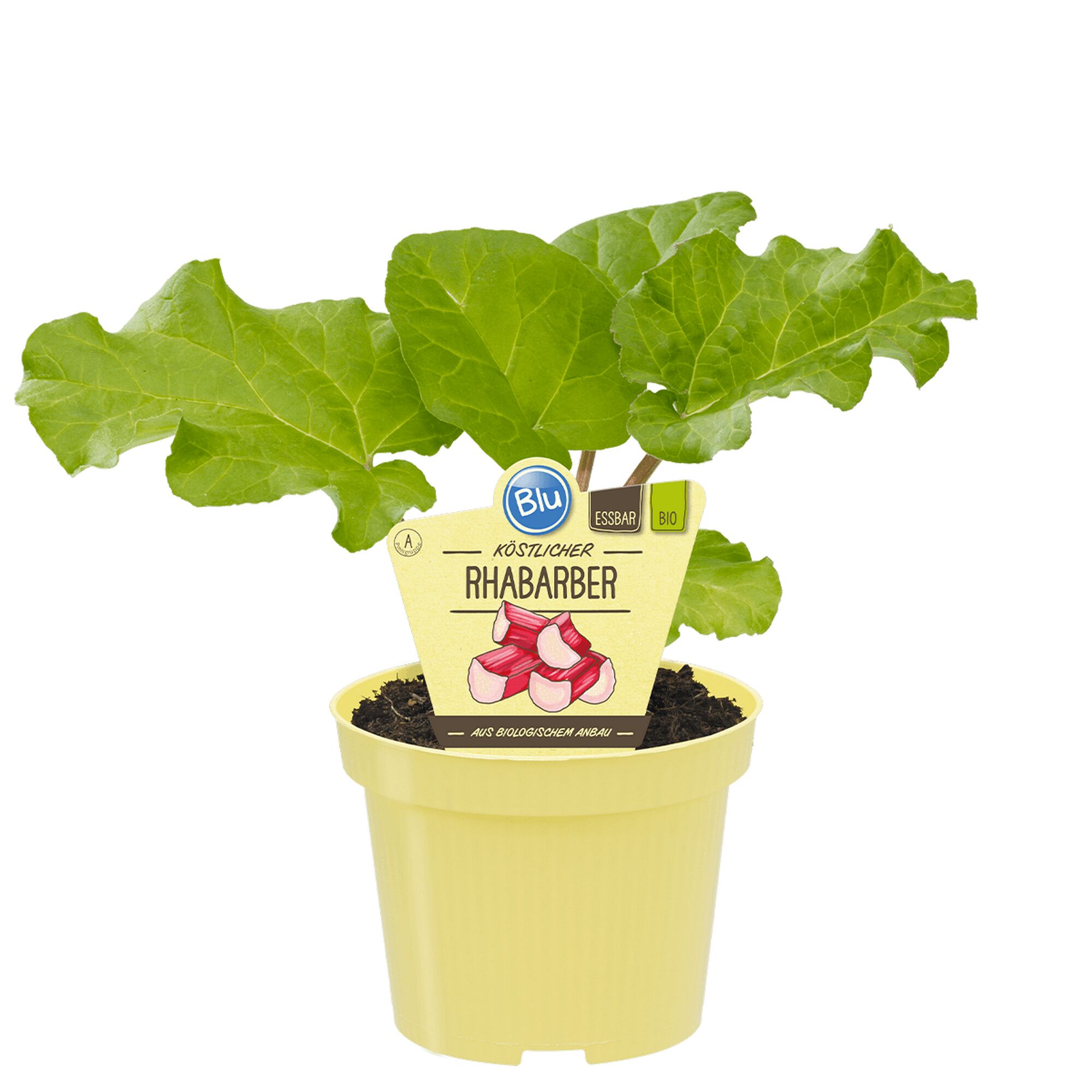 Rhabarberpflanze im Topf