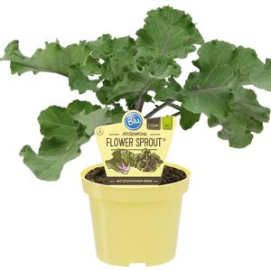 Bio-Rosenkohl 'Flower-Sprout®' 12 cm Topf