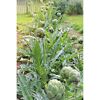Artischockenpflanzen im Garten