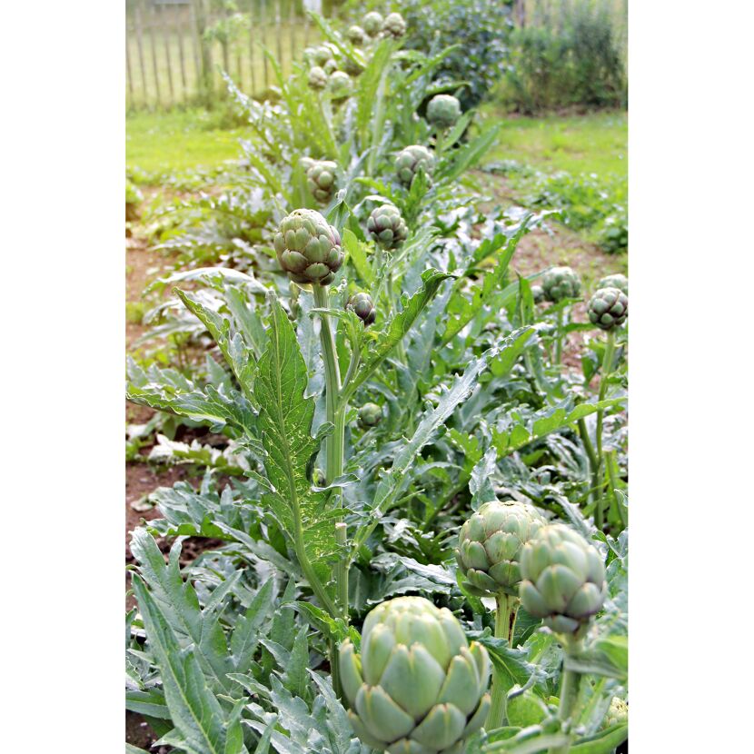 Artischockenpflanzen im Garten