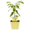 Bio Zitronen-Chili Pflanze im Topf