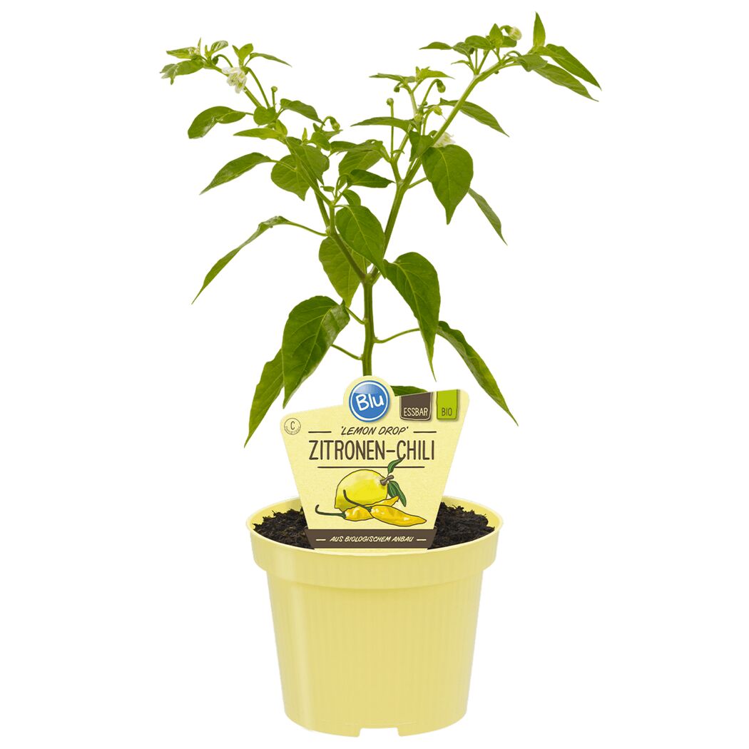 Bio Zitronen-Chili Pflanze im Topf
