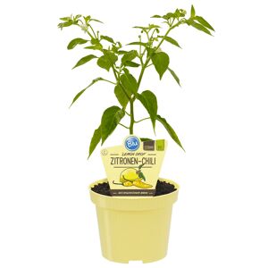 Bio-Zitronen-Chili 'Lemon Drop' 12 cm Topf