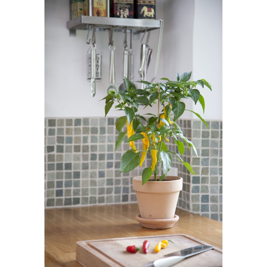 Chili-Pflanze mit gelben Chilis