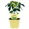 Bio-Edamame 12 cm Topf